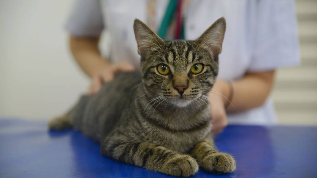 'Ali Cabbar', taburcu edilmek için yuva bekliyor 5