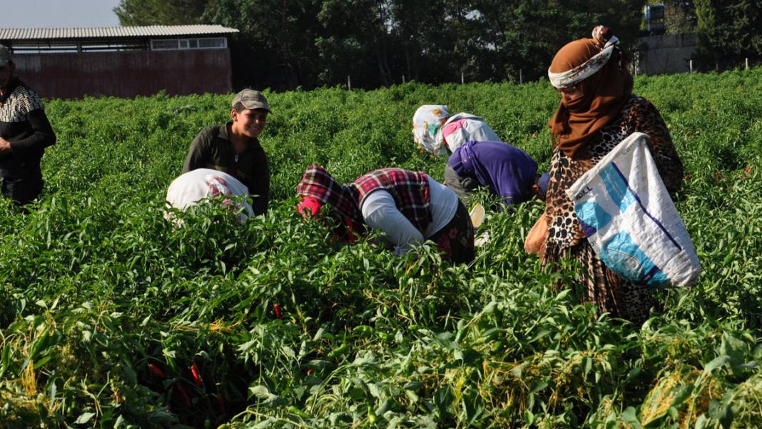 Gaziantep'te işçiler, ekmeğini acıdan kazanıyor 3