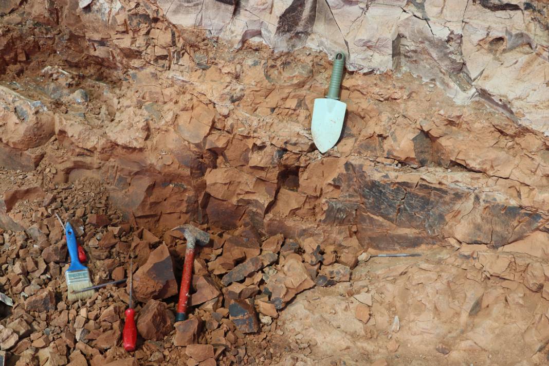 Tarihe ışık tutan keşif! Bu fosiller tam 9 milyon yıllık 8