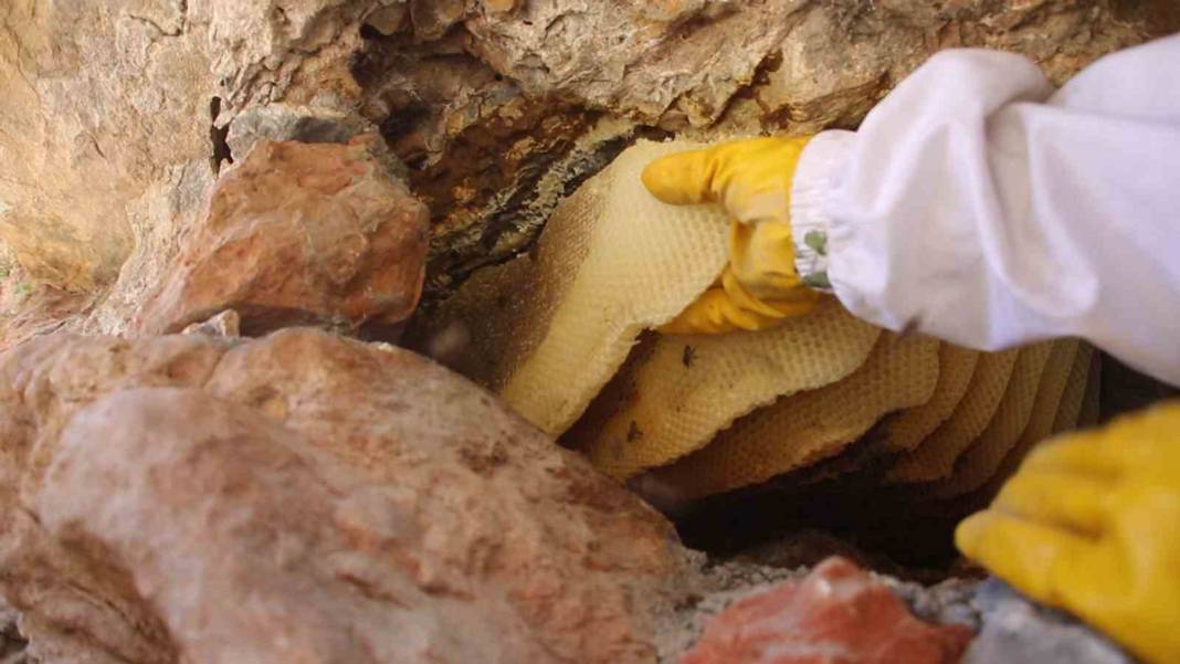 Fiyatı altınla yarışıyor! 11 yıl önce dağda keşfetti 7