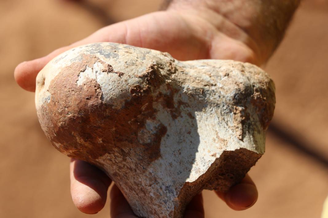 Tarihe ışık tutan keşif! Bu fosiller tam 9 milyon yıllık 12