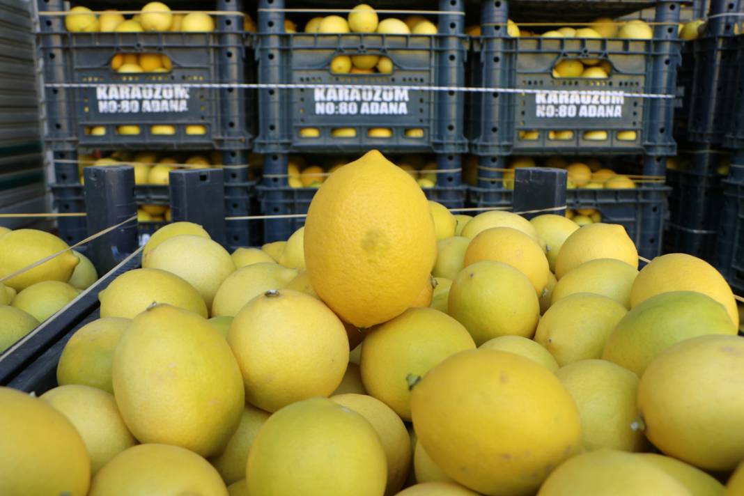 Bahçede 3, halde 4, markette 24 lira: Limonda fahiş fiyat farkı 5