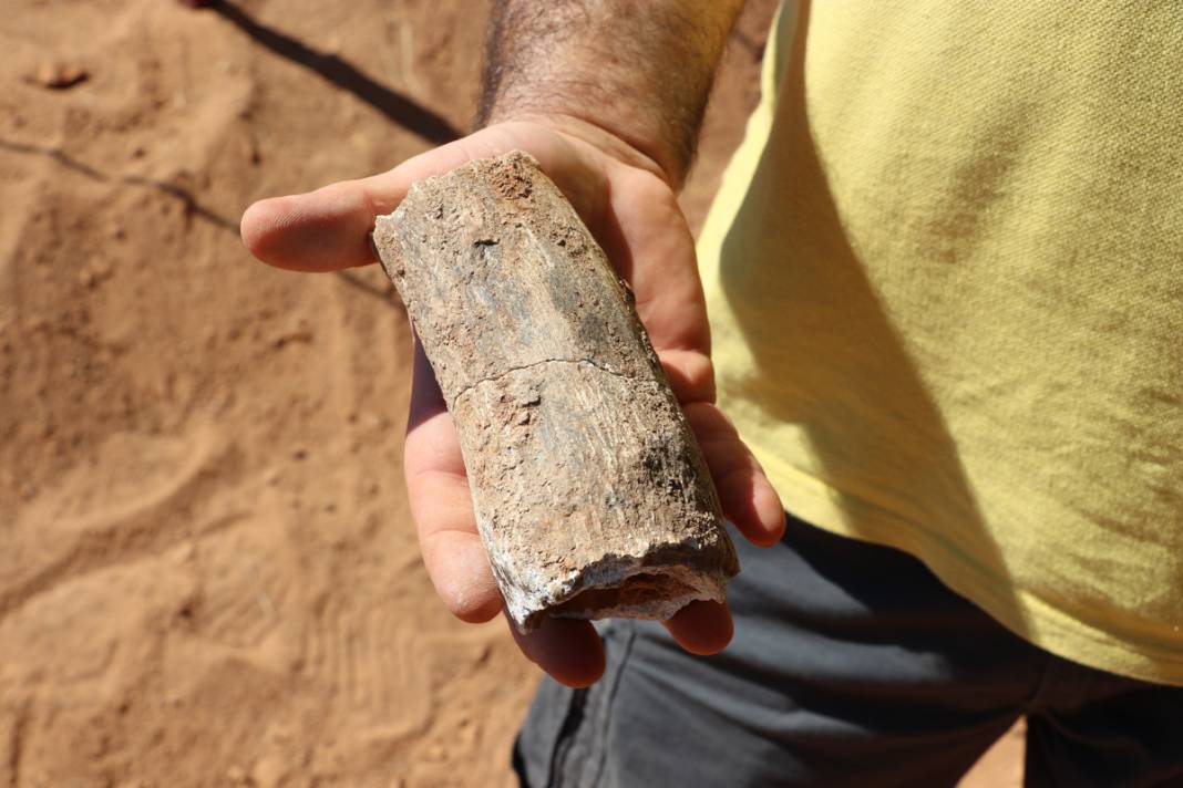 Tarihe ışık tutan keşif! Bu fosiller tam 9 milyon yıllık 7