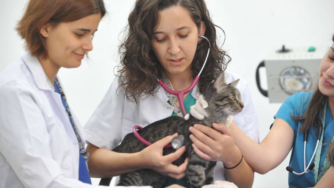 'Ali Cabbar', taburcu edilmek için yuva bekliyor 7