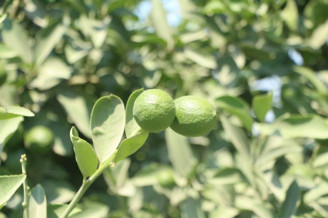 Bahçede 3, halde 4, markette 24 lira: Limonda fahiş fiyat farkı 6