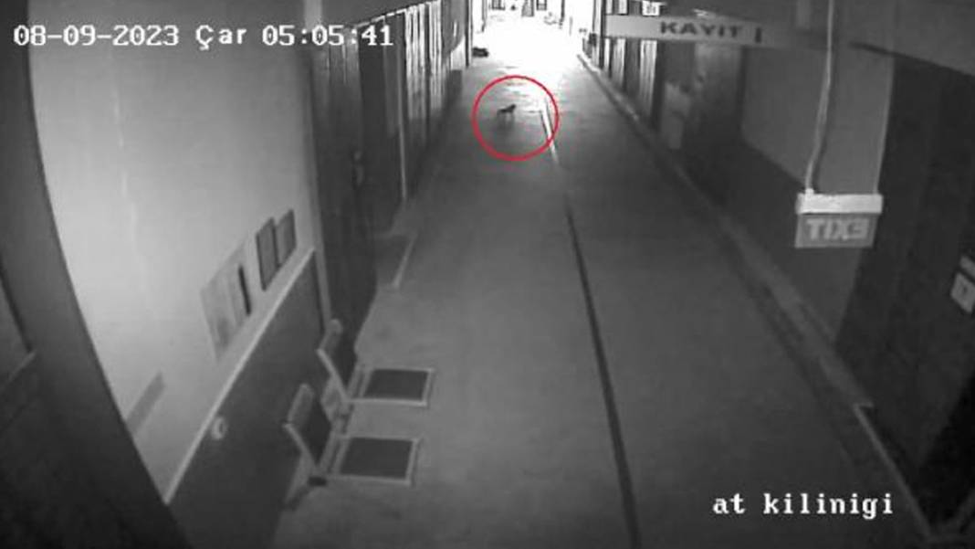 'Ali Cabbar', taburcu edilmek için yuva bekliyor 2