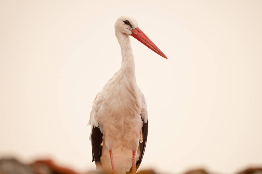 'Yaren' yeniden yuvadan ayrıldı 4