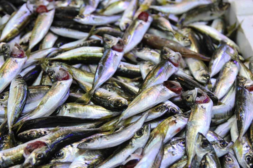 Palamutun tahtını hamsi aldı: Fiyatlar 100 liradan 50 liraya düştü 4