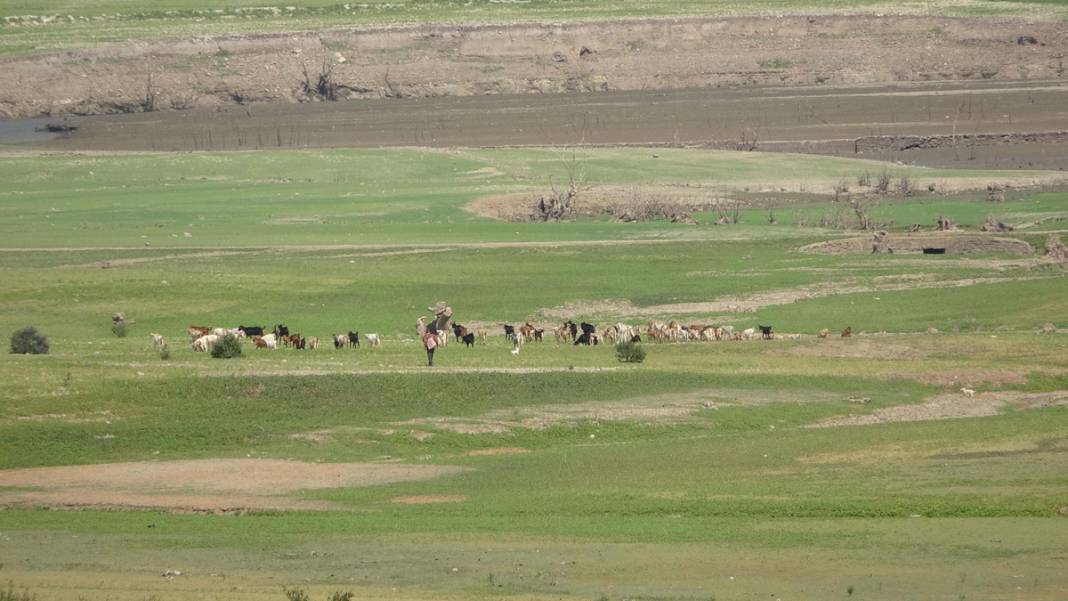 'Bin Pınarlı İda' can çekişiyor: Kuraklık vurdu, dereler kurudu 15