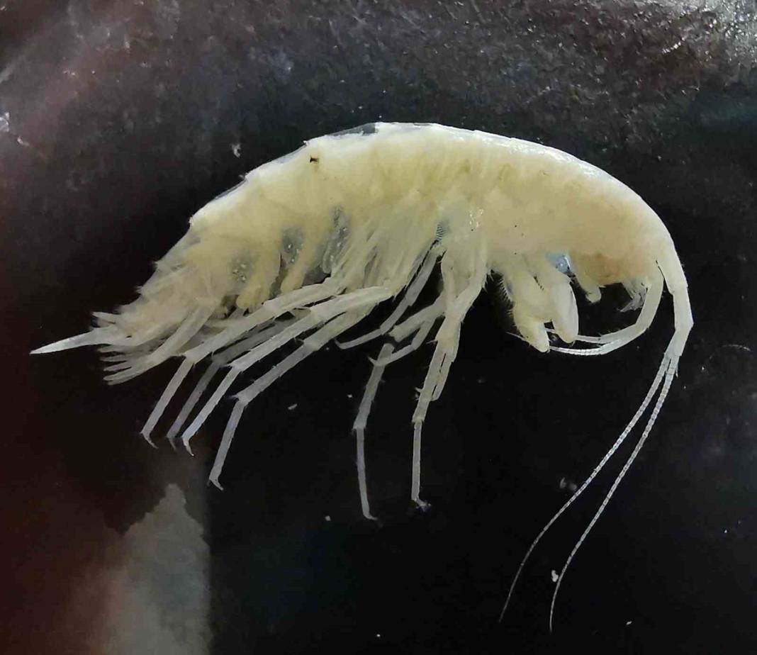 Türkiye'deki mağarada yeni canlı türü keşfedildi: Gözleri yok kimyasal reseptörleri var 1