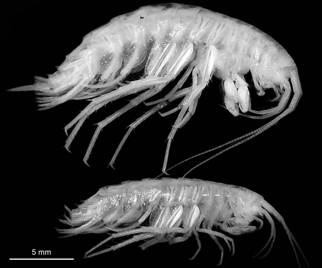 Türkiye'deki mağarada yeni canlı türü keşfedildi: Gözleri yok kimyasal reseptörleri var 4