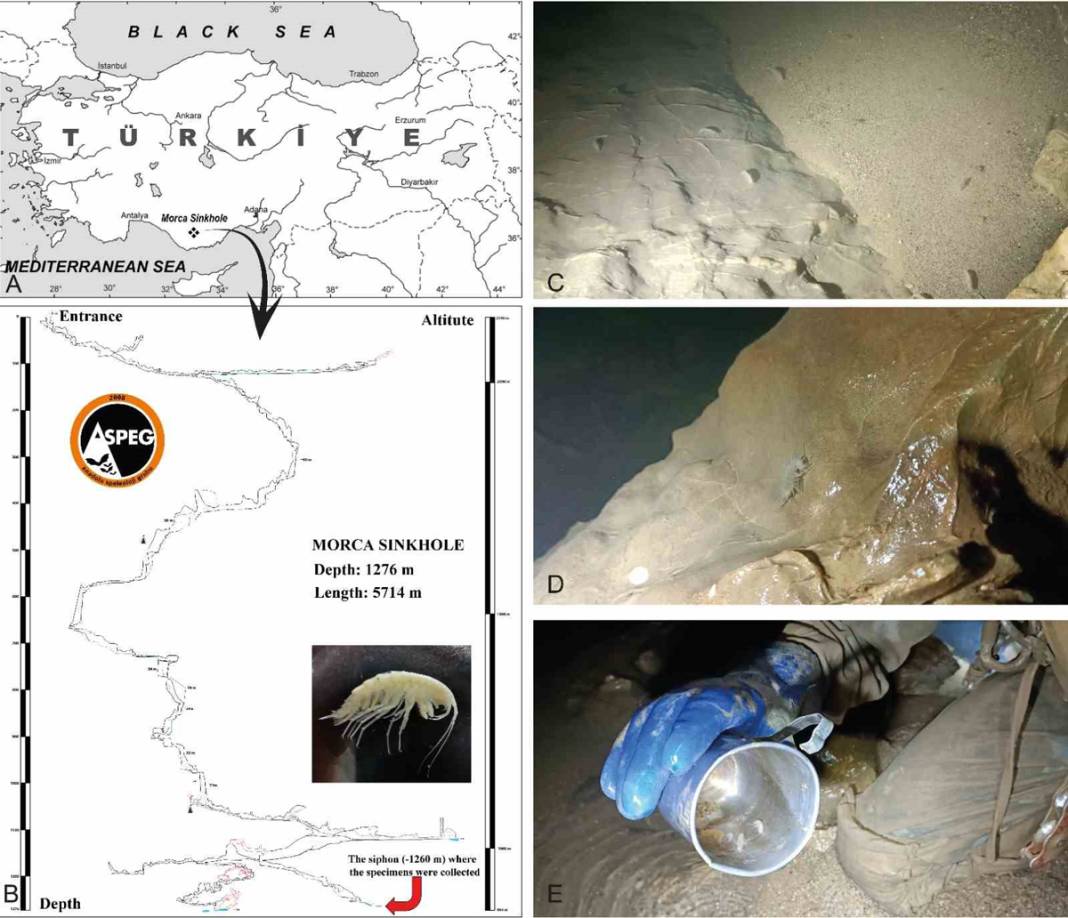 Türkiye'deki mağarada yeni canlı türü keşfedildi: Gözleri yok kimyasal reseptörleri var 2