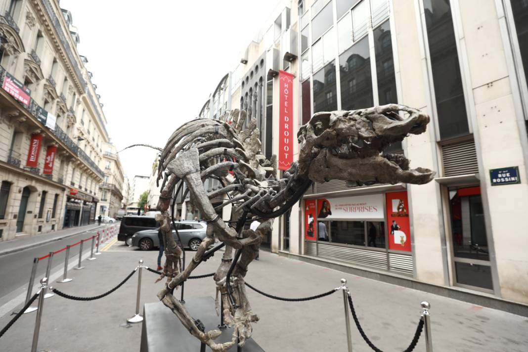 150 milyon yıllık dinozor açık artırmada: Ziyaretçiler gözlerine inanamıyor 6