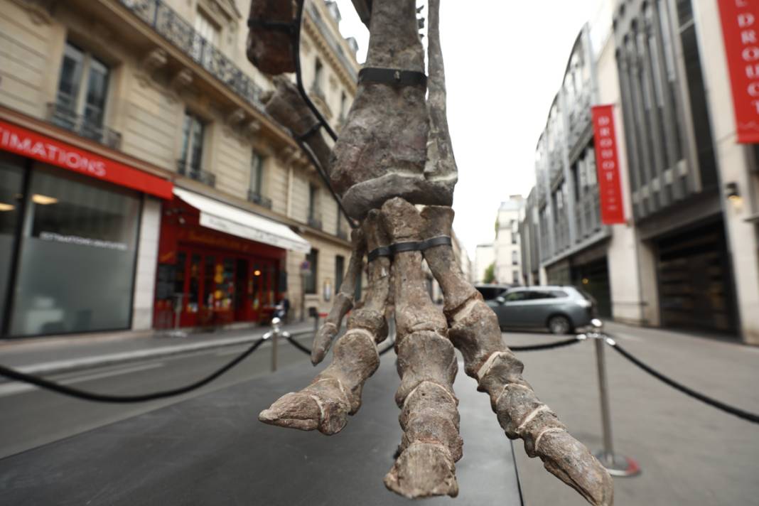 150 milyon yıllık dinozor açık artırmada: Ziyaretçiler gözlerine inanamıyor 7
