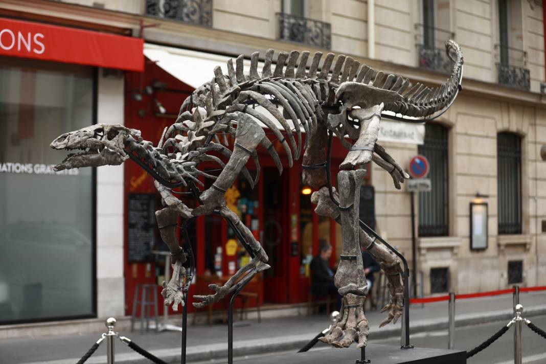 150 milyon yıllık dinozor açık artırmada: Ziyaretçiler gözlerine inanamıyor 5