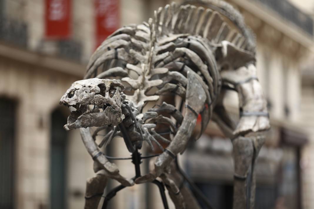 150 milyon yıllık dinozor açık artırmada: Ziyaretçiler gözlerine inanamıyor 3