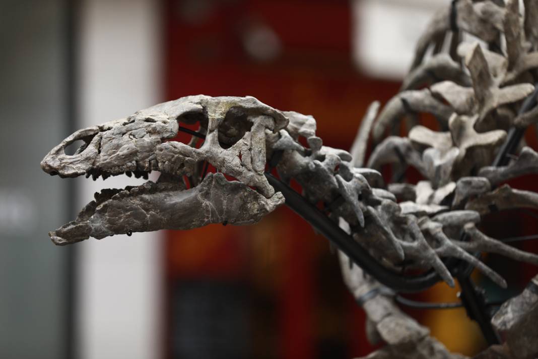 150 milyon yıllık dinozor açık artırmada: Ziyaretçiler gözlerine inanamıyor 2