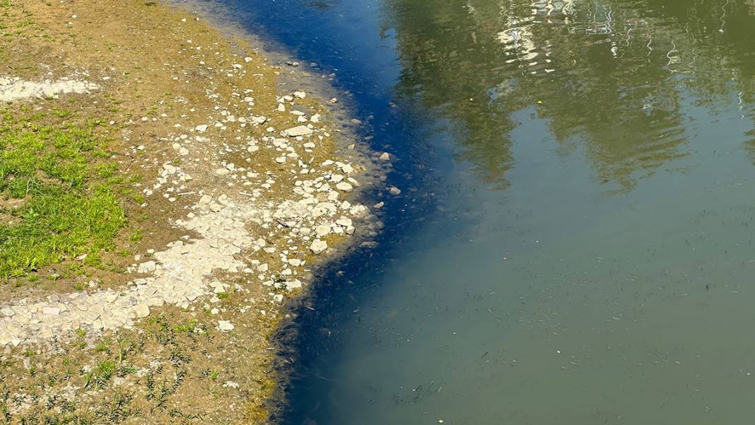 Bartın'da tedirgin eden görüntü: Kuraklık balıkları öldürüyor 4
