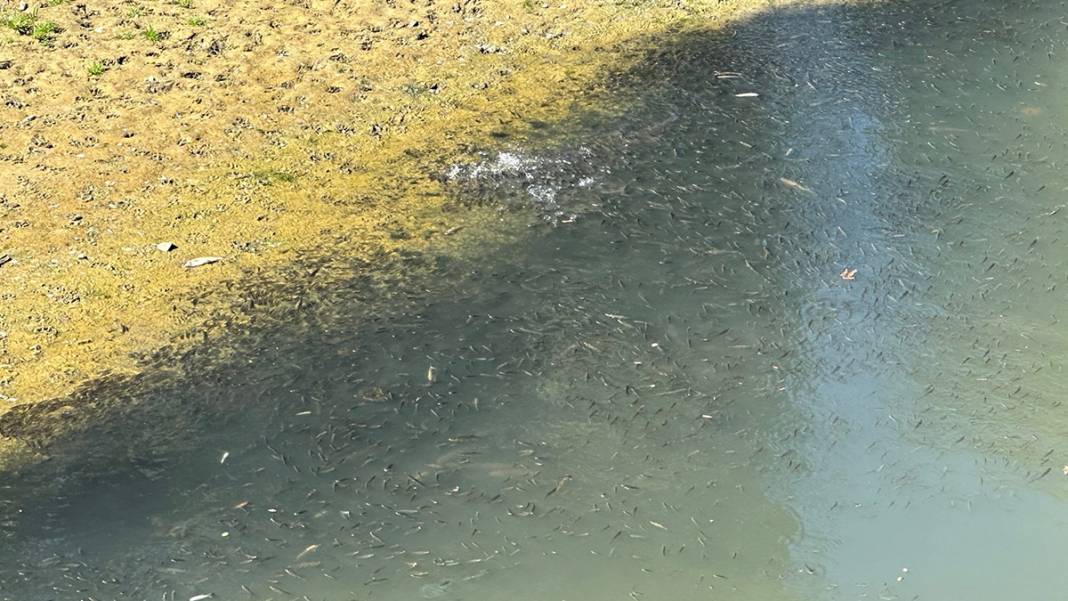 Bartın'da tedirgin eden görüntü: Kuraklık balıkları öldürüyor 5