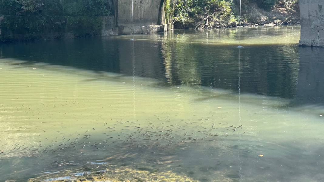 Bartın'da tedirgin eden görüntü: Kuraklık balıkları öldürüyor 6