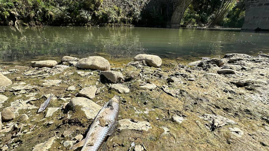 Bartın'da tedirgin eden görüntü: Kuraklık balıkları öldürüyor 2