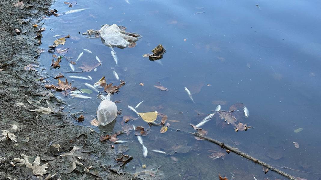 Bartın'da tedirgin eden görüntü: Kuraklık balıkları öldürüyor 1