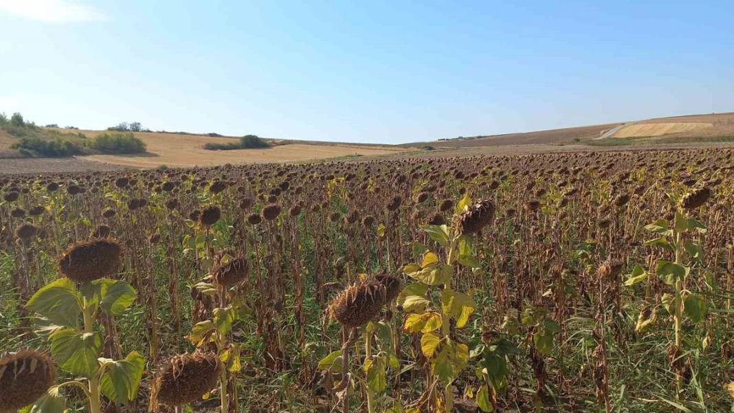 Trakya’da kuraklık kâbusu! 'Toprak suya muhtaç kaldı' 1