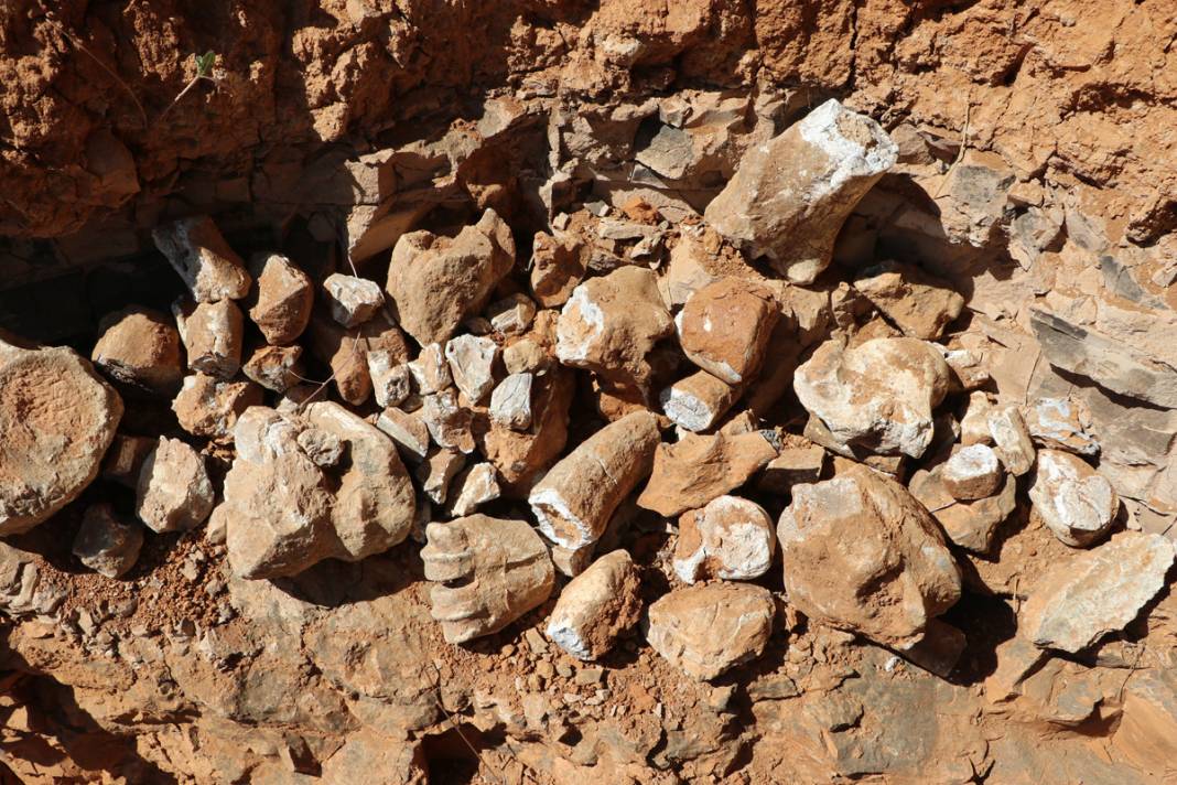 Tarihe ışık tutan keşif! Bu fosiller tam 9 milyon yıllık 2