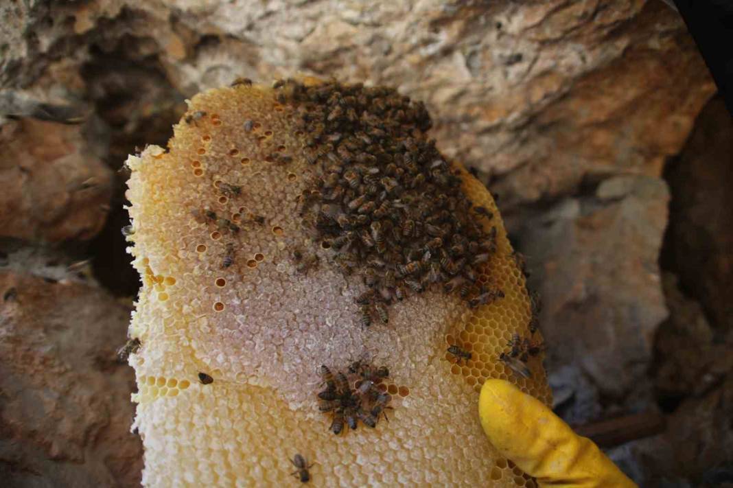 Fiyatı altınla yarışıyor! 11 yıl önce dağda keşfetti 3