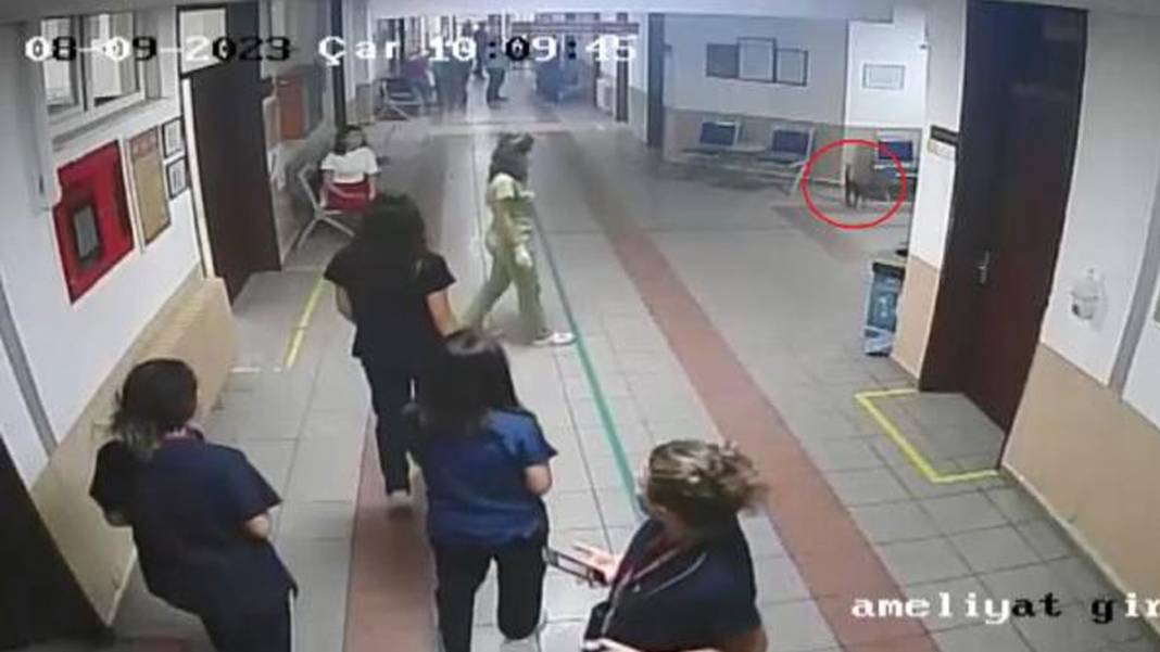 'Ali Cabbar', taburcu edilmek için yuva bekliyor 1