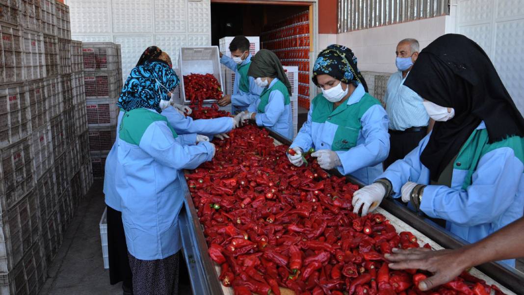 Gaziantep'te işçiler, ekmeğini acıdan kazanıyor 10