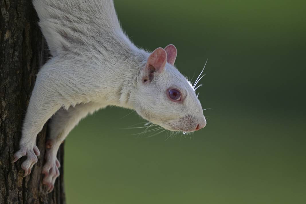 100 binde 1 ihtimal: Albino sincaplar göz doldurdu 7