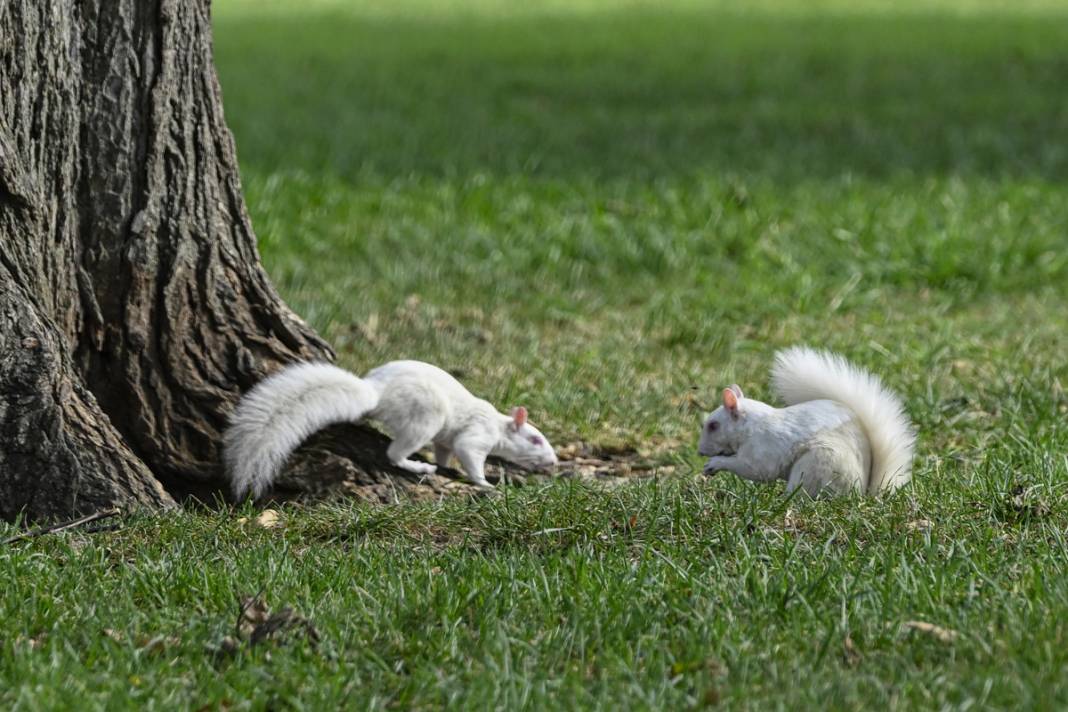 100 binde 1 ihtimal: Albino sincaplar göz doldurdu 3