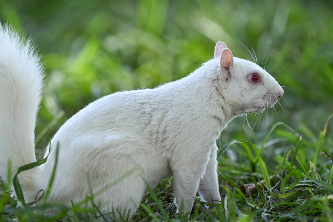100 binde 1 ihtimal: Albino sincaplar göz doldurdu 4