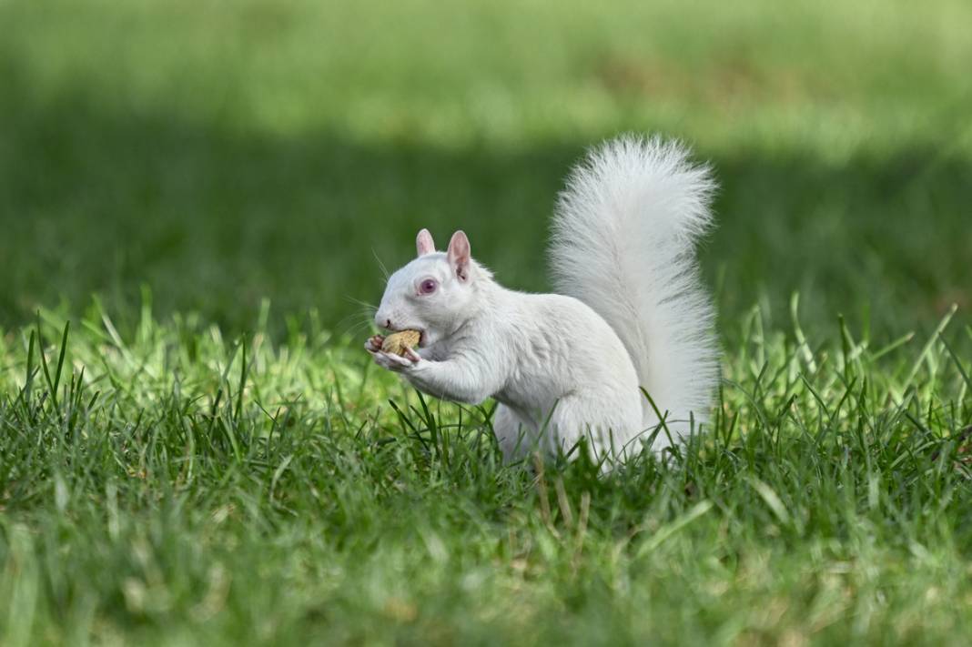 100 binde 1 ihtimal: Albino sincaplar göz doldurdu 5
