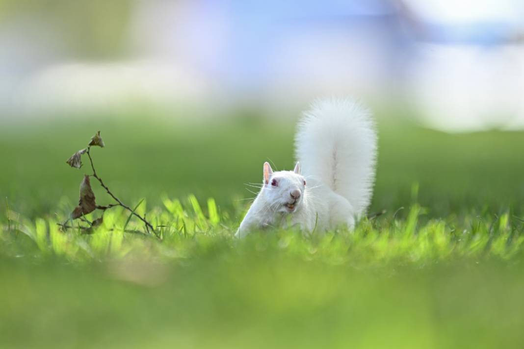 100 binde 1 ihtimal: Albino sincaplar göz doldurdu 2