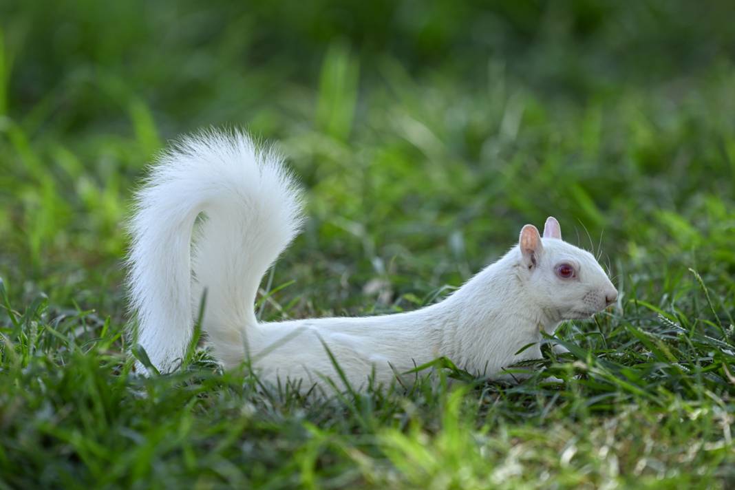 100 binde 1 ihtimal: Albino sincaplar göz doldurdu 1