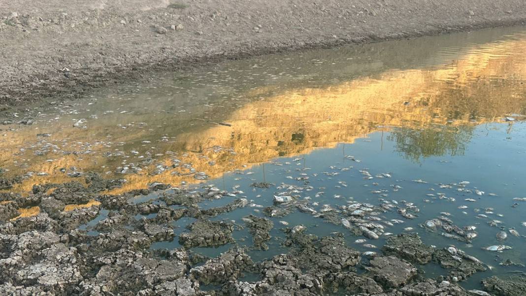 40 metre çekilen gölette balık ölüleri kıyıya vurdu 1