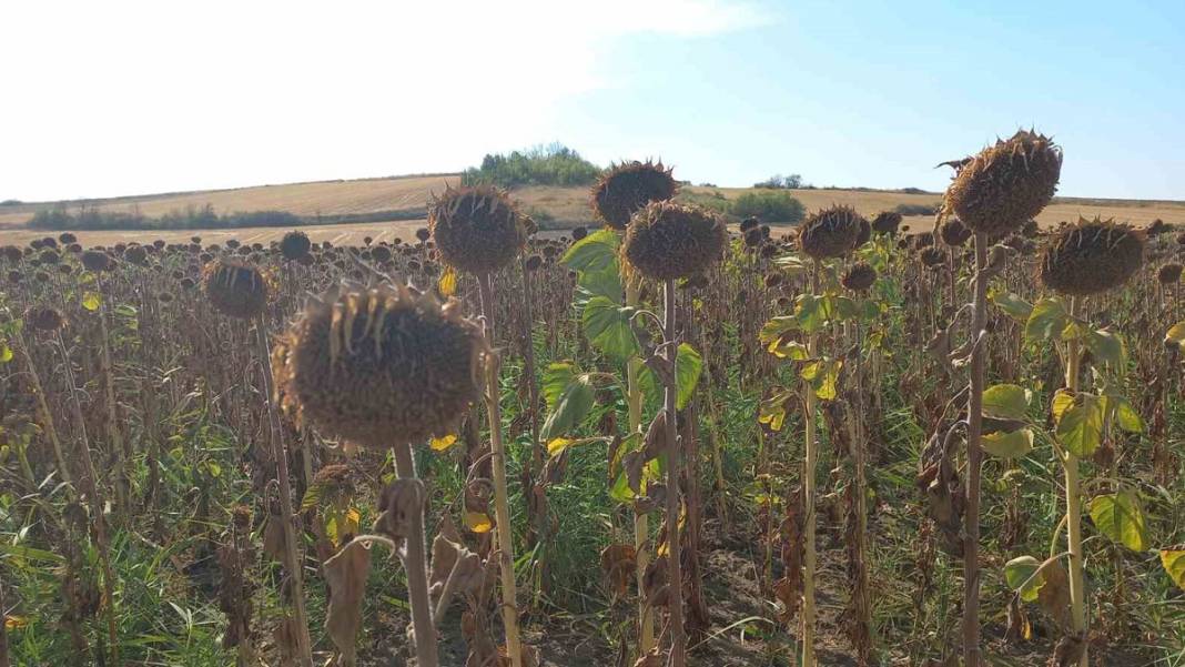 Trakya’da kuraklık kâbusu! 'Toprak suya muhtaç kaldı' 3