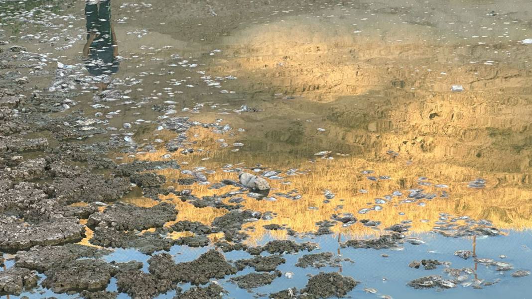 40 metre çekilen gölette balık ölüleri kıyıya vurdu 3
