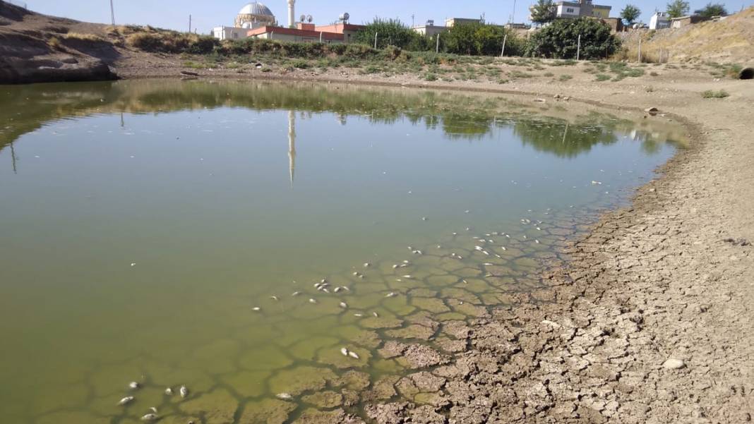 40 metre çekilen gölette balık ölüleri kıyıya vurdu 5