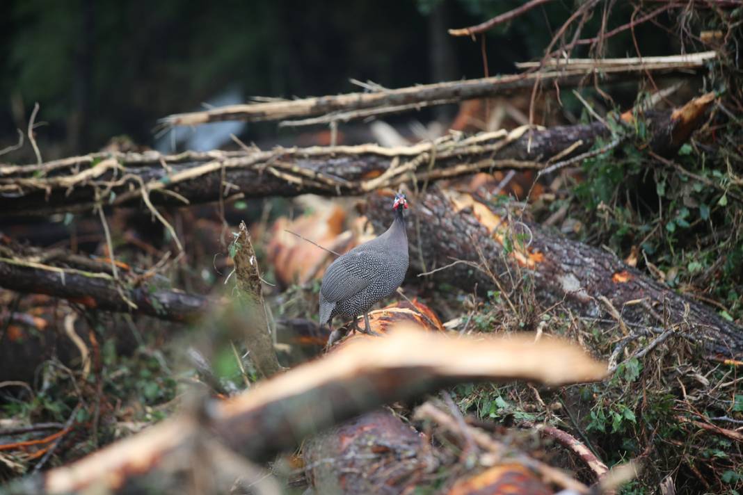 Kırklareli'den art arda acı haber: Sel felaketinde can kaybı beşe yükseldi 2