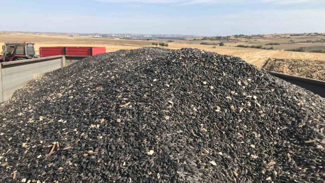 Trakya’da kuraklık kâbusu! 'Toprak suya muhtaç kaldı' 4