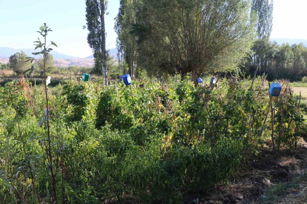 Çiftçilerin kabusu tarlada mahsul bırakmadı: Korkudan tarlaya giremiyorlar! 3