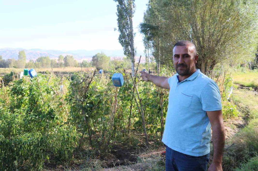 Çiftçilerin kabusu tarlada mahsul bırakmadı: Korkudan tarlaya giremiyorlar! 4
