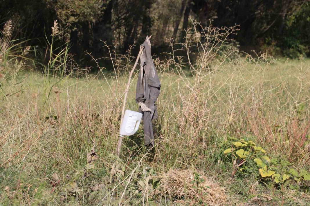 Çiftçilerin kabusu tarlada mahsul bırakmadı: Korkudan tarlaya giremiyorlar! 2