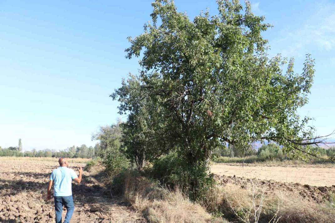 Çiftçilerin kabusu tarlada mahsul bırakmadı: Korkudan tarlaya giremiyorlar! 5