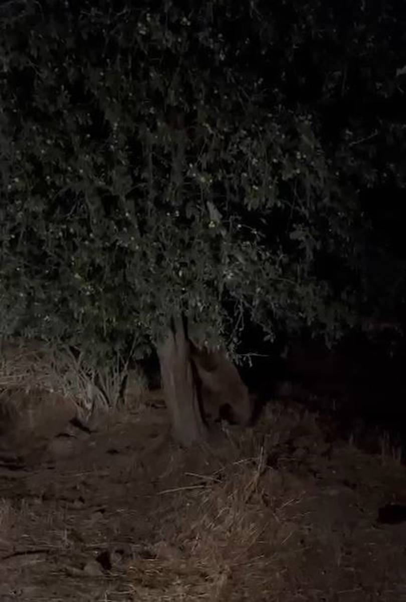 Çiftçilerin kabusu tarlada mahsul bırakmadı: Korkudan tarlaya giremiyorlar! 6