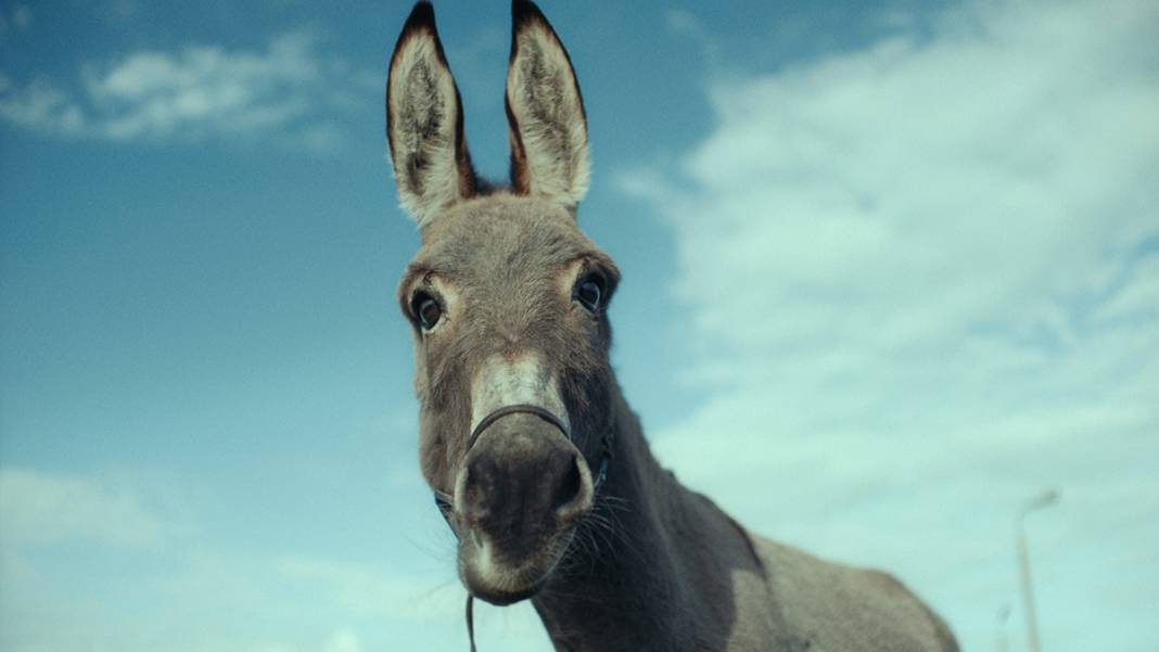 BBC listesini belirledi: İşte 2023'ün en iyi filmleri 6