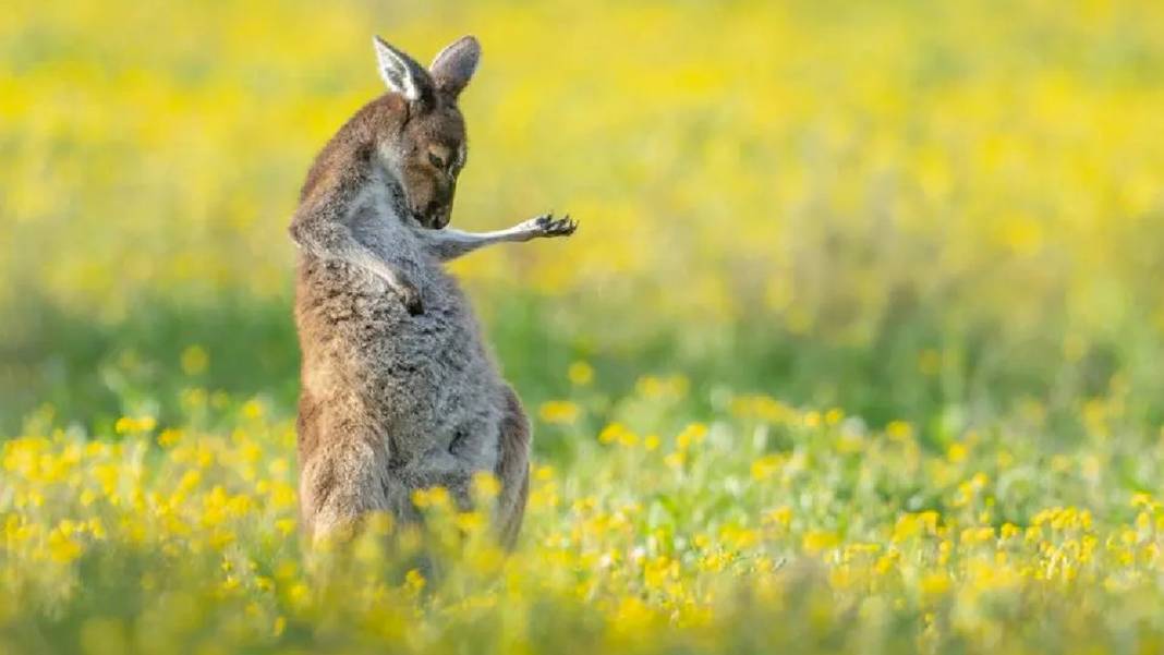 Vahşi yaşamın 'diğer' yüzü: Binlerce fotoğraf arasından en komikleri ödülün sahibi oldu 1